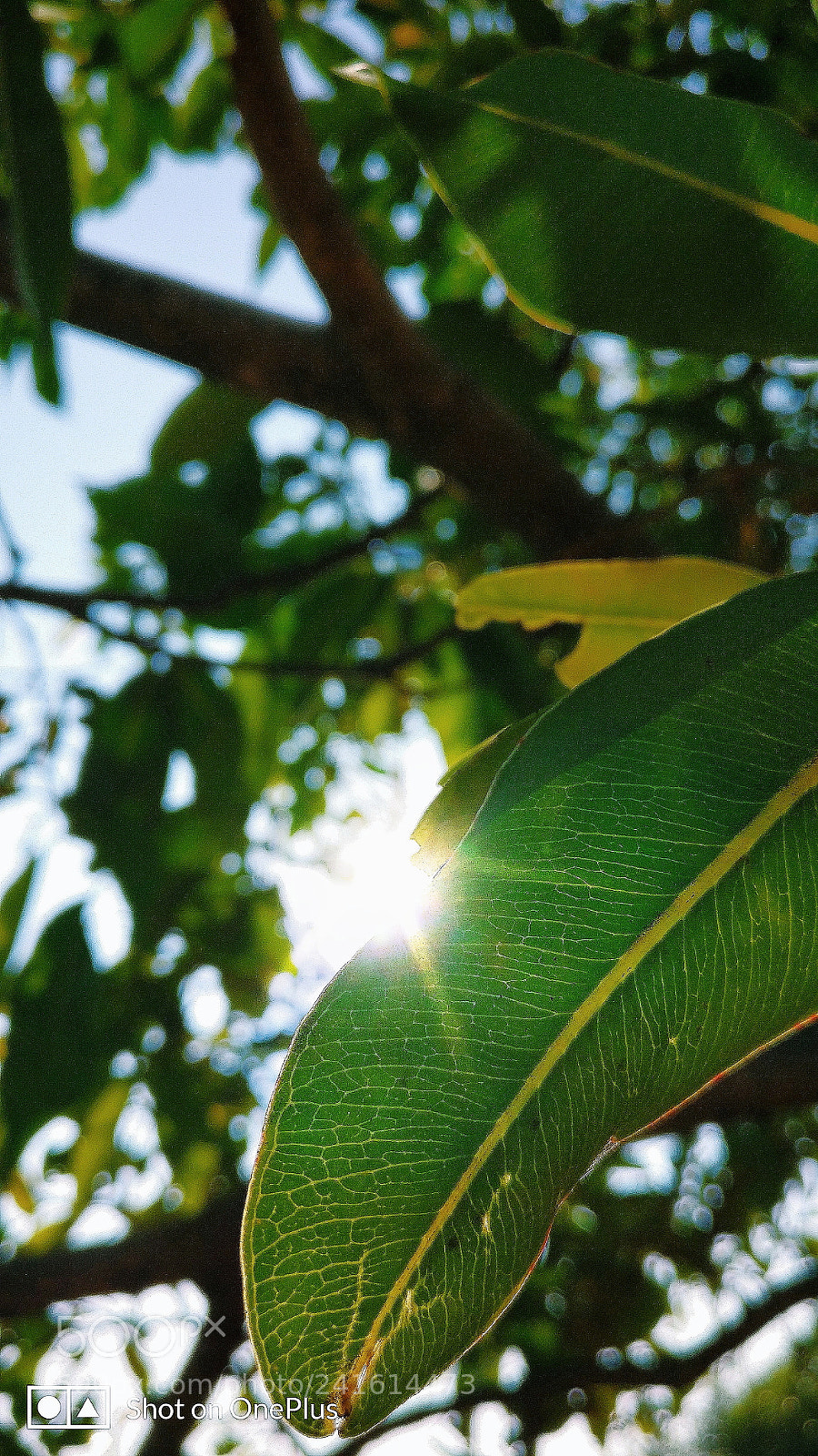 OnePlus A3003 sample photo. Sun flare photography