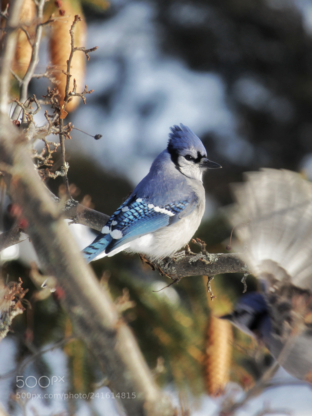 Canon EOS 1300D (EOS Rebel T6 / EOS Kiss X80) sample photo. A solitary jay photography