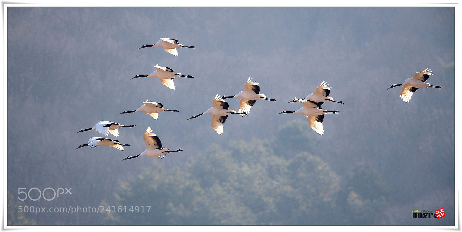 Nikon D5 sample photo. Red-crowned crane photography