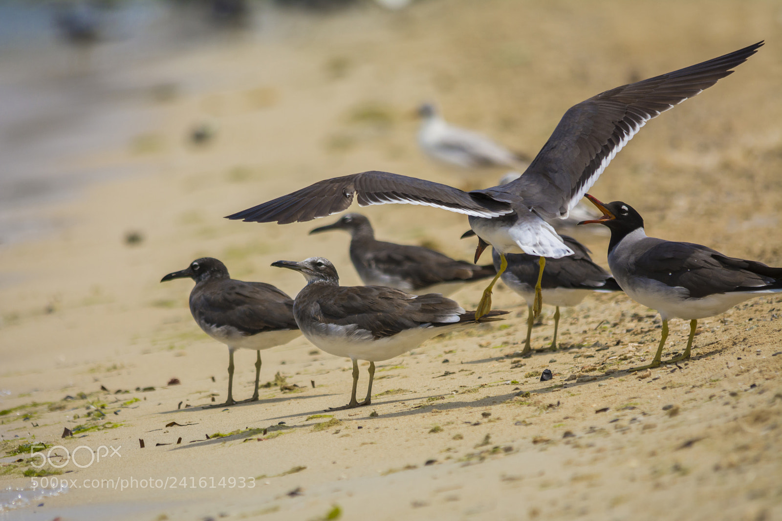 Nikon D7100 sample photo. Seabirds photography
