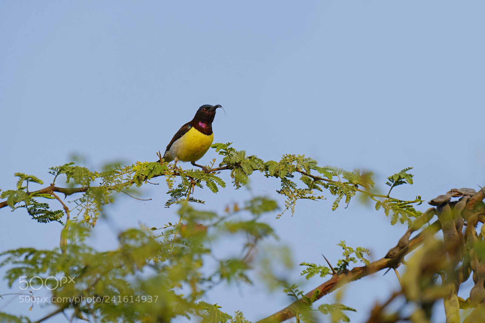 Fujifilm X-T2 sample photo. Purple rumped sunbird (male) photography