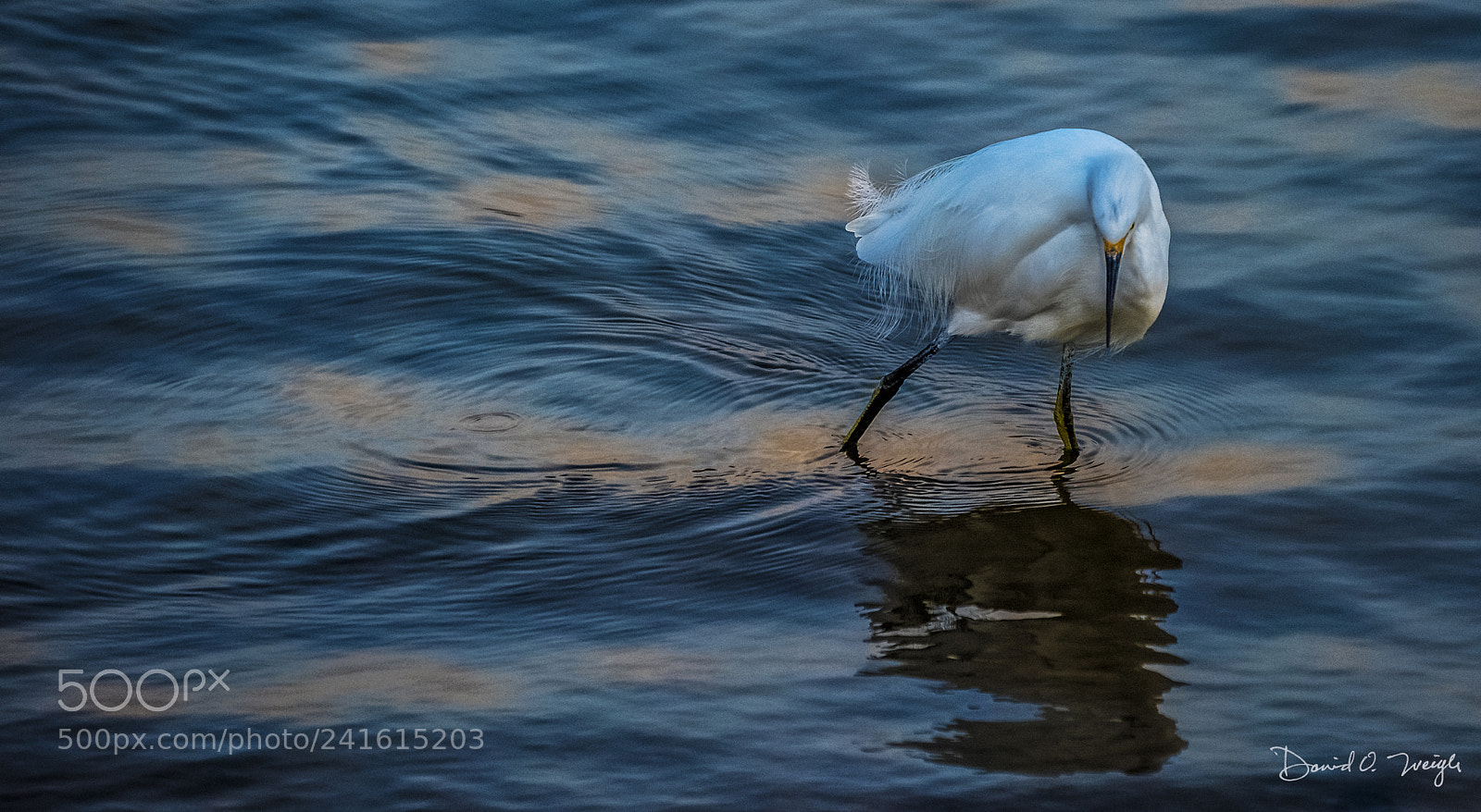 Nikon D810 sample photo. Snowy egret lm crp photography