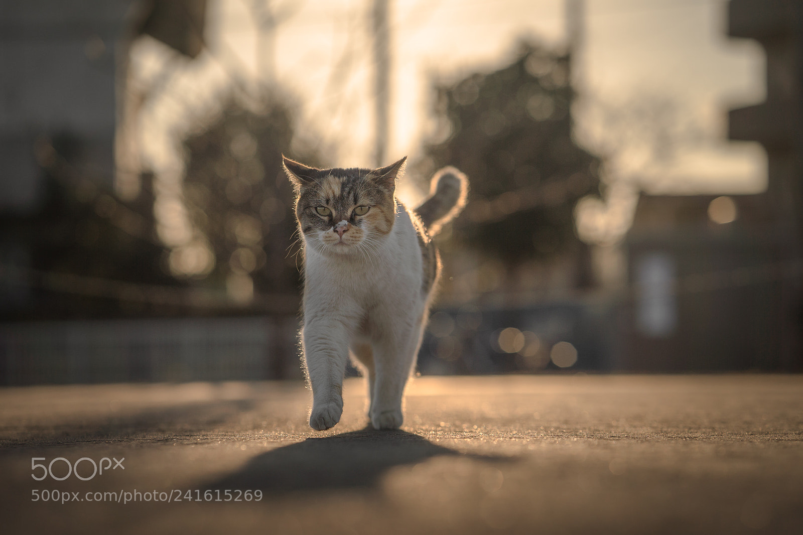 Sony a7S II sample photo. Walking before sunset photography