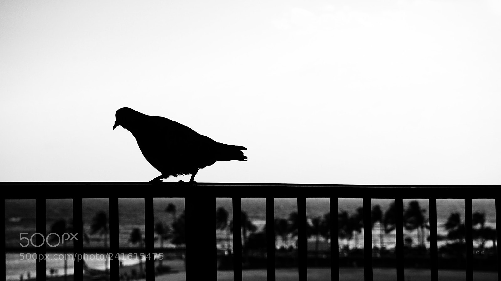 Sony a7 II sample photo. Black bird photography