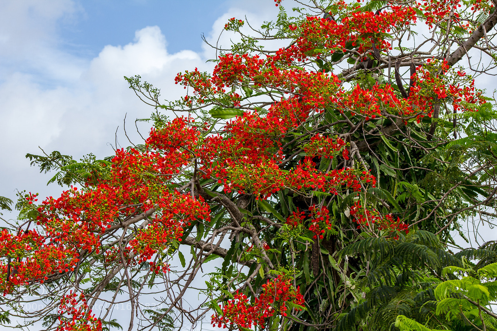 Canon EOS 550D (EOS Rebel T2i / EOS Kiss X4) sample photo. Red tree blooms photography