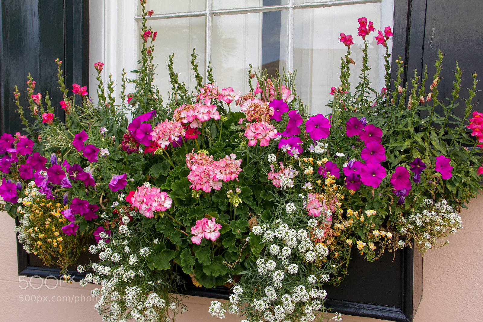 Canon EOS 550D (EOS Rebel T2i / EOS Kiss X4) sample photo. Window garden photography