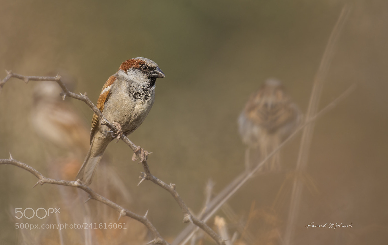 Nikon D7200 sample photo. Sparrow photography