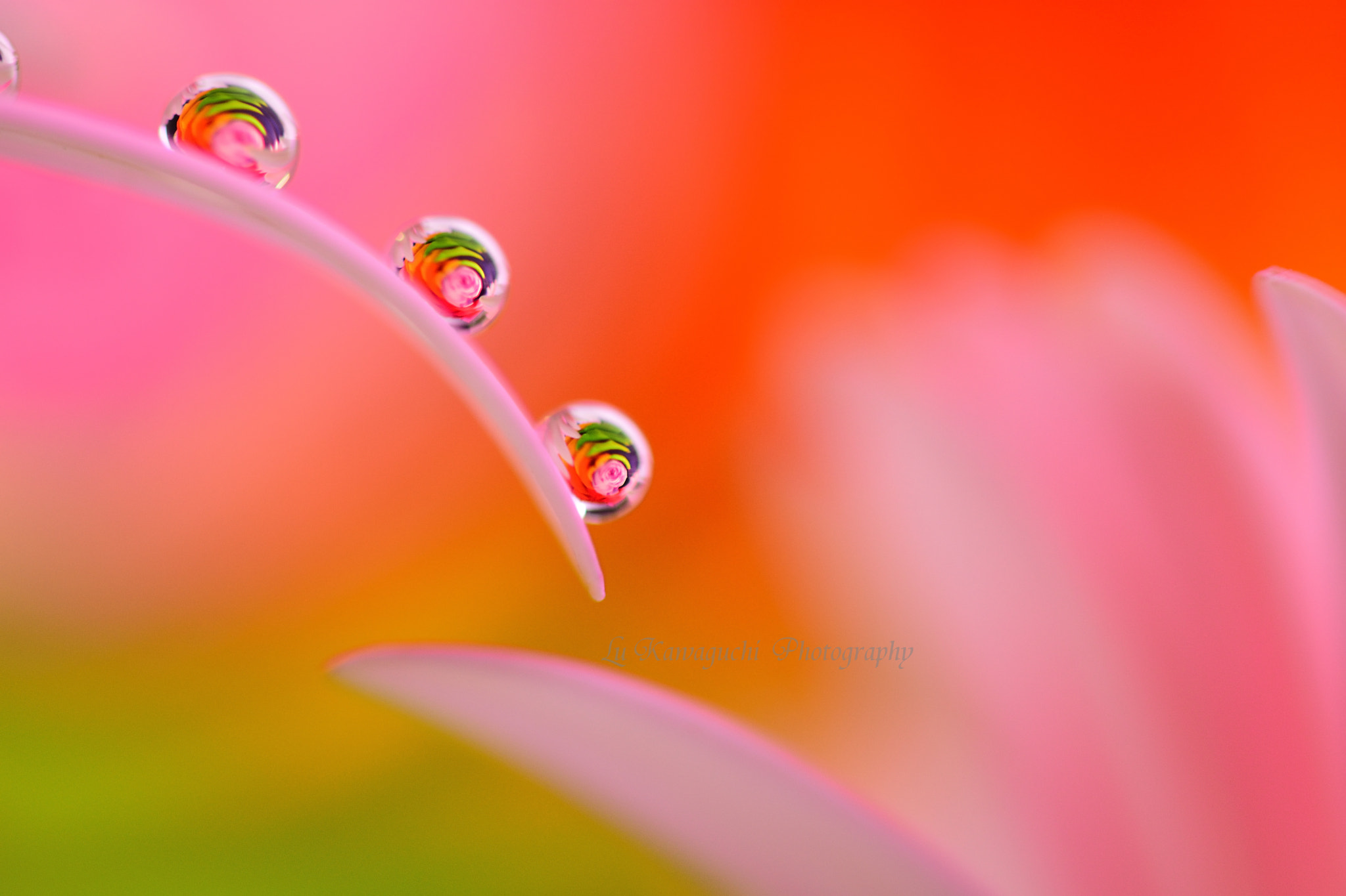 Nikon AF-S Micro-Nikkor 105mm F2.8G IF-ED VR sample photo. *my dearest～~* photography