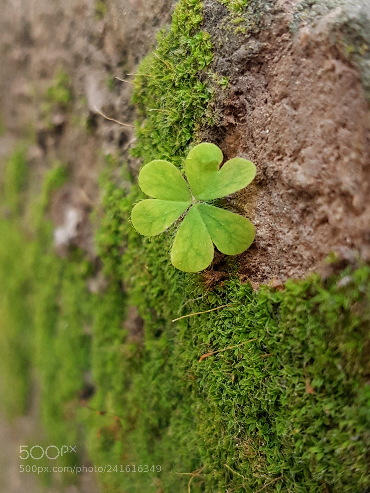 Samsung Galaxy S7 Edge sample photo. Untitled photography