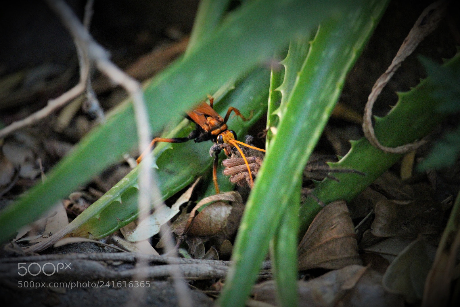 Canon EOS 100D (EOS Rebel SL1 / EOS Kiss X7) sample photo. Wasp turn spider into photography