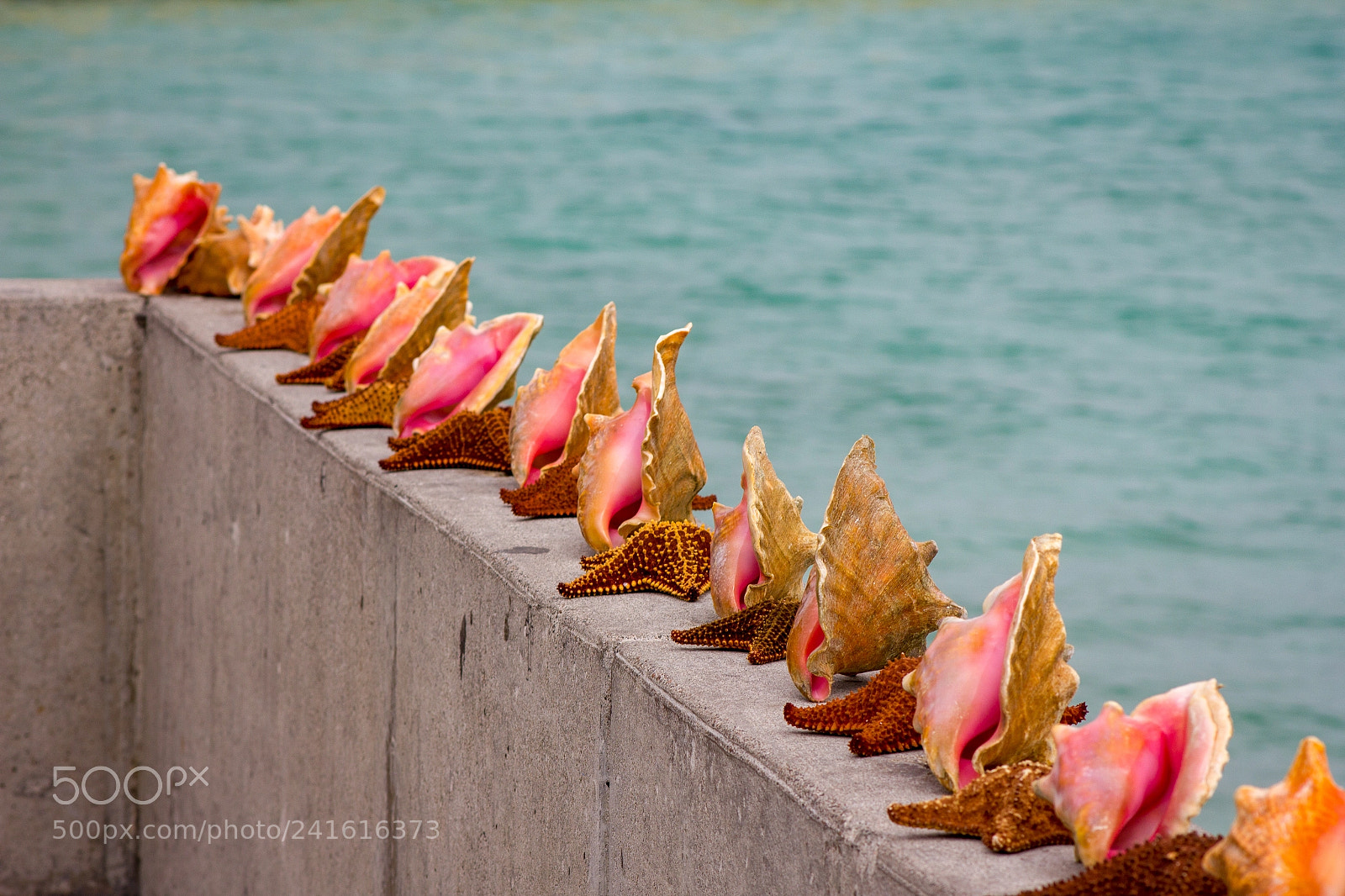 Canon EOS 550D (EOS Rebel T2i / EOS Kiss X4) sample photo. Drying conch photography