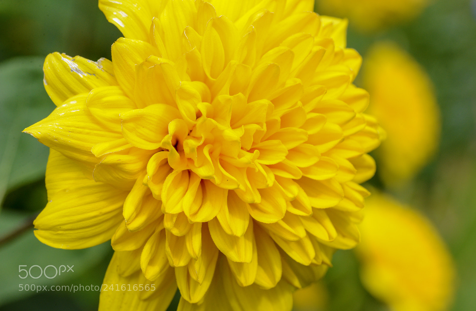 Nikon D600 sample photo. True yellow photography