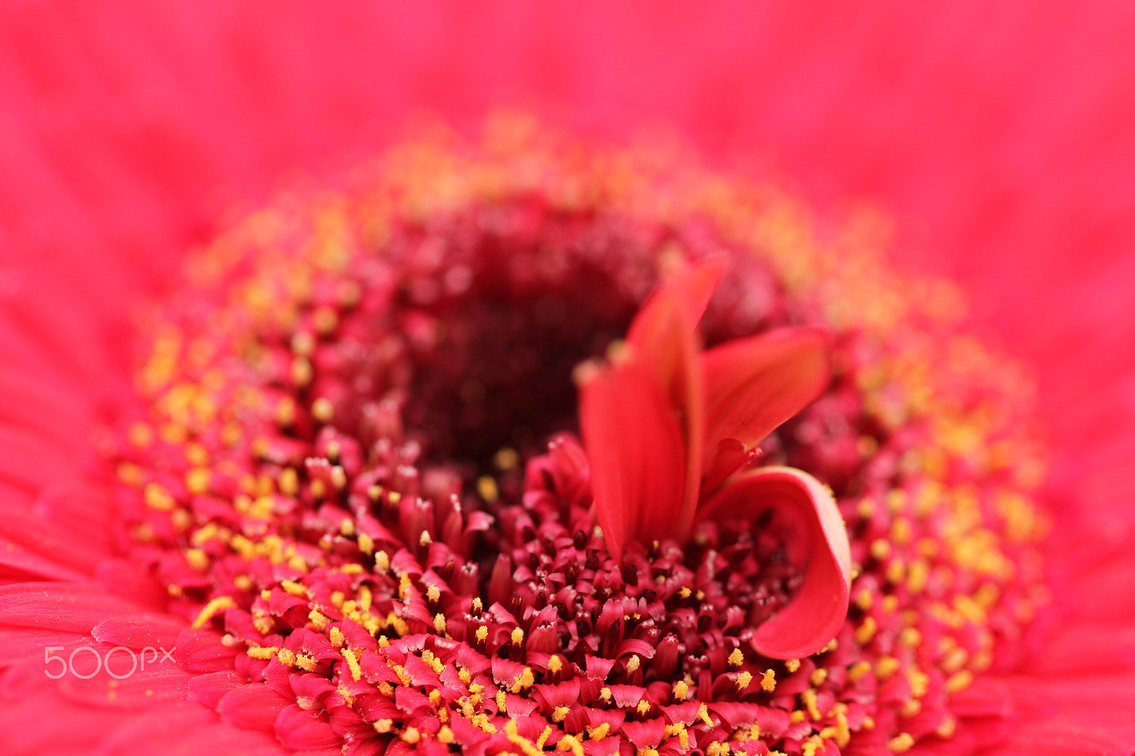 Canon EF 100mm F2.8 Macro USM sample photo. Flower's core photography