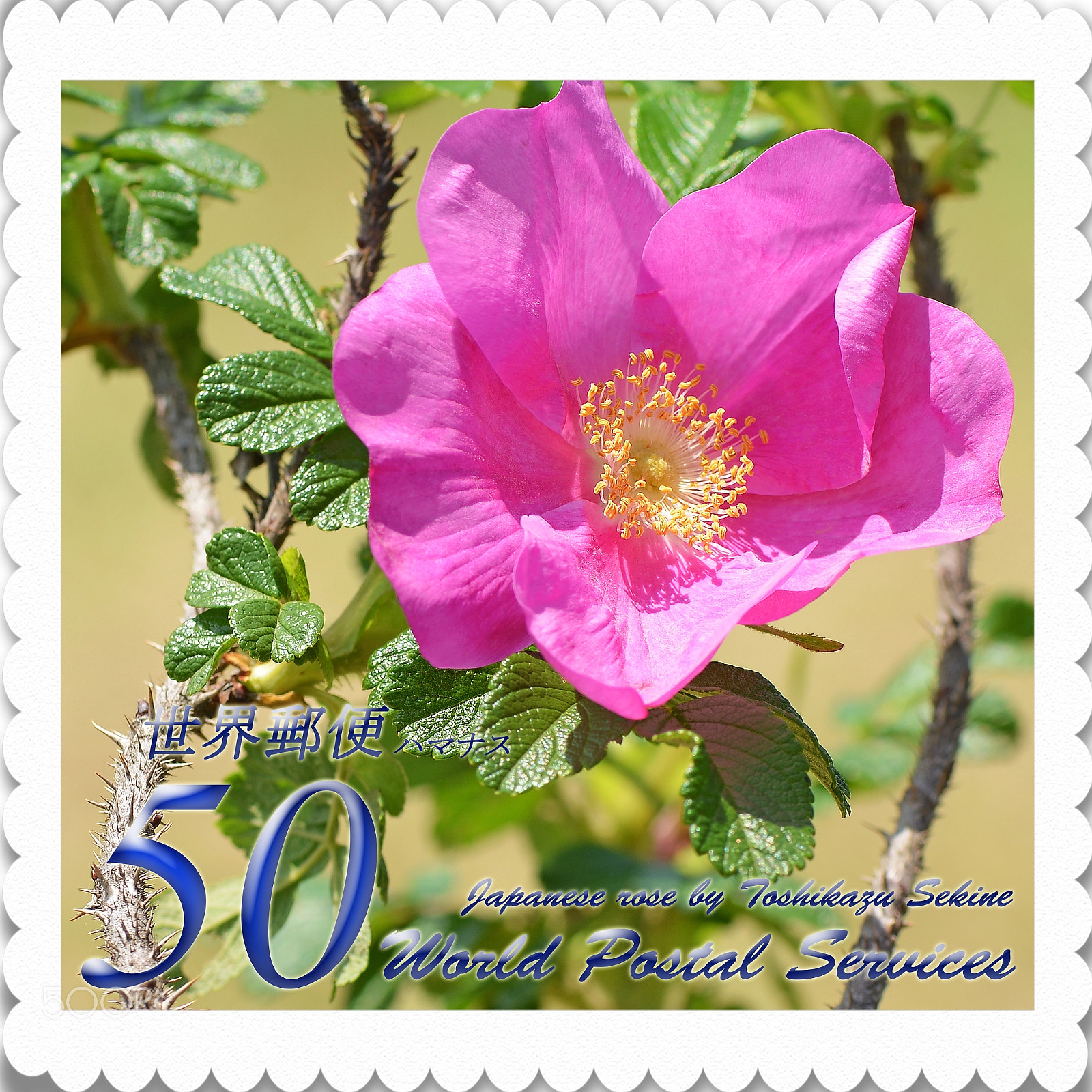 Nikon D800 sample photo. Japanese rose photography
