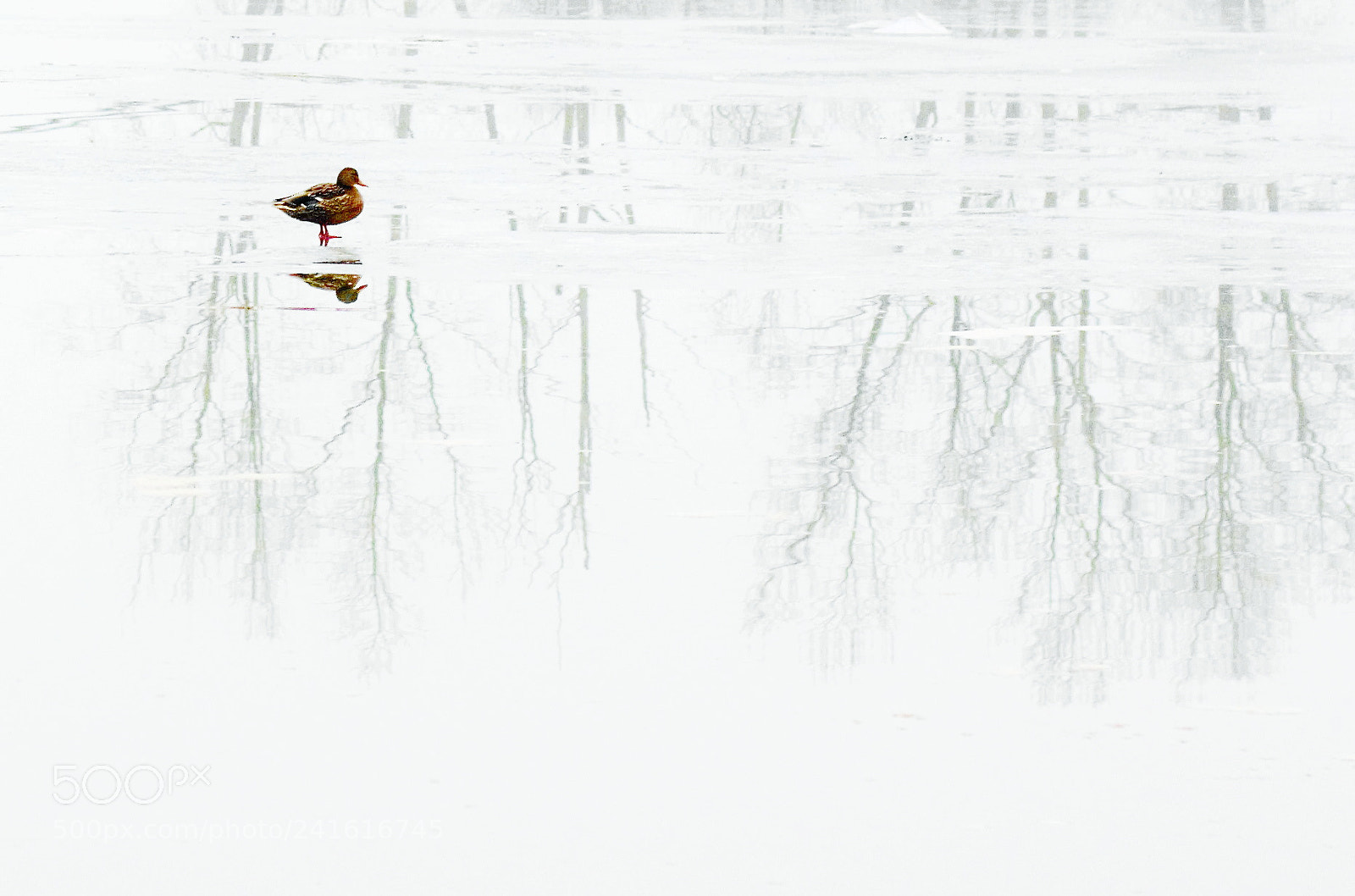 Canon EOS 60D sample photo. On ice -- 薄冰 photography
