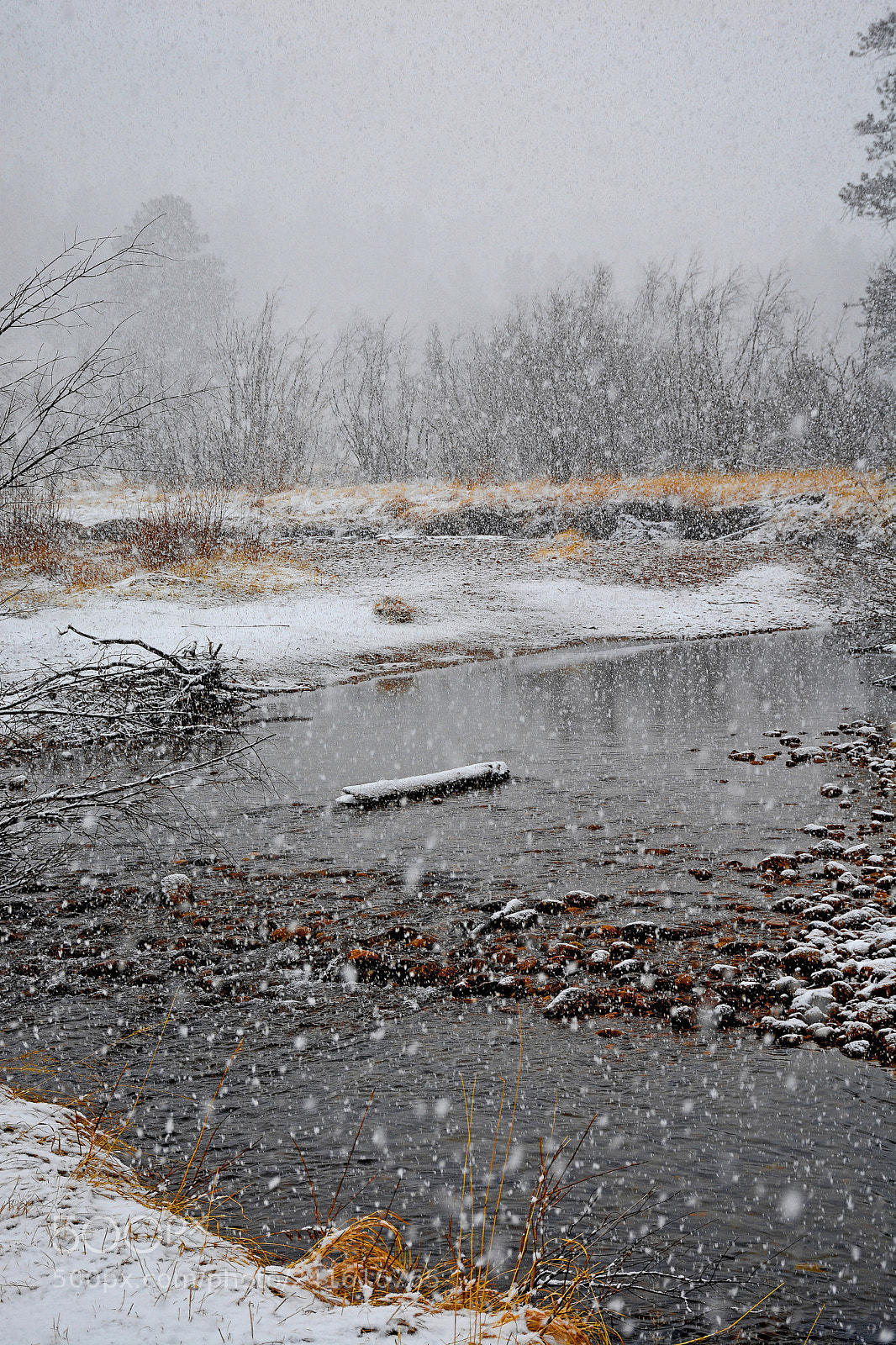 Nikon D7100 sample photo. Rmnp winter study 9 photography