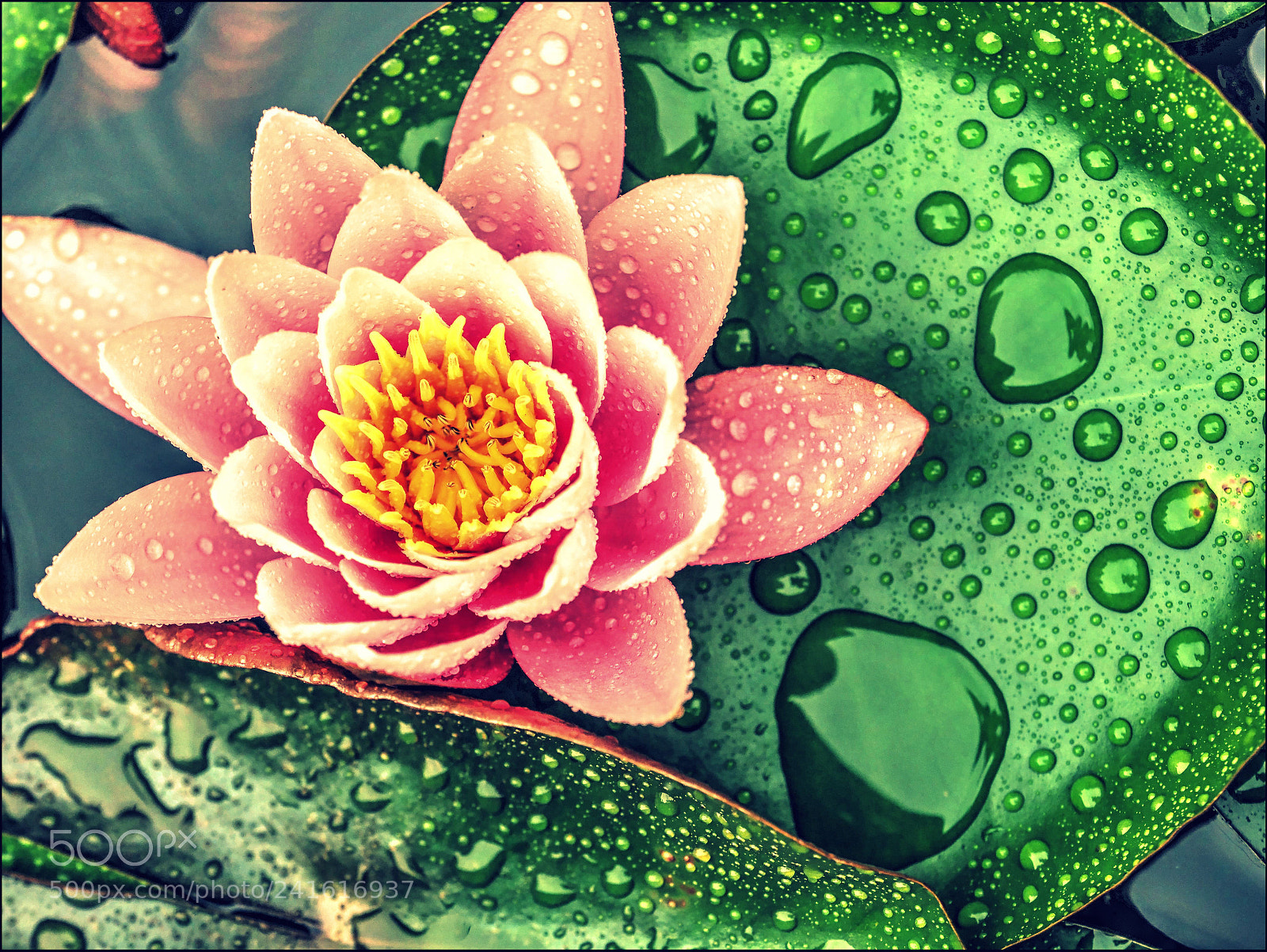 Olympus OM-D E-M1 Mark II sample photo. Water lily photography