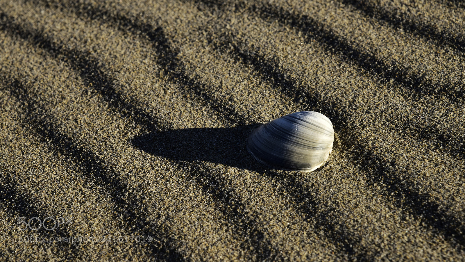 Nikon D810 sample photo. Grey on grey photography