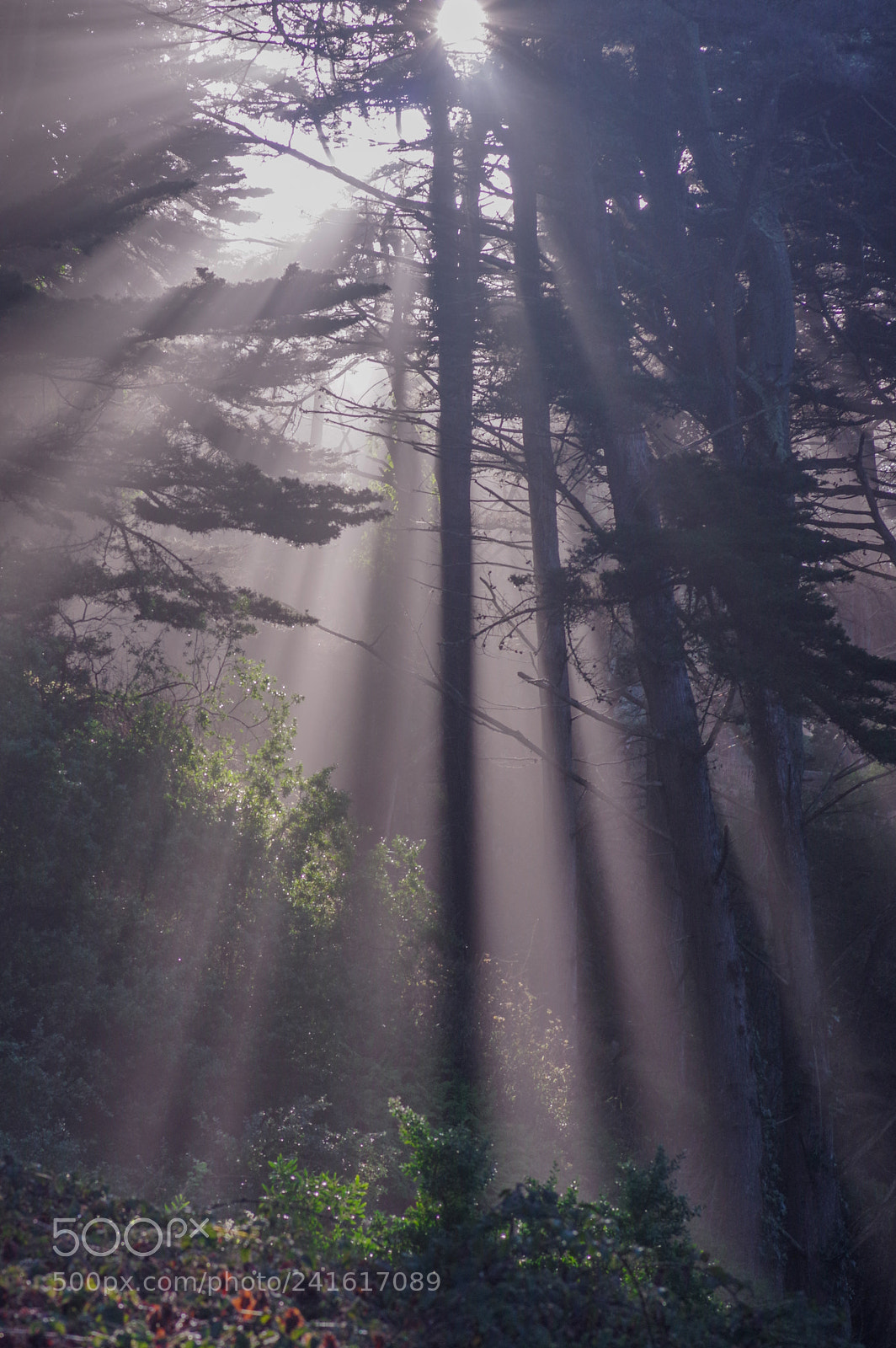 Pentax K-3 sample photo. Forest sunlight photography