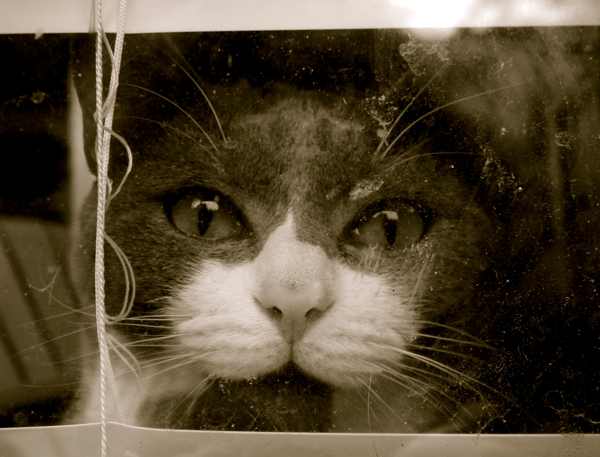 Nikon Coolpix L110 sample photo. Meow photography