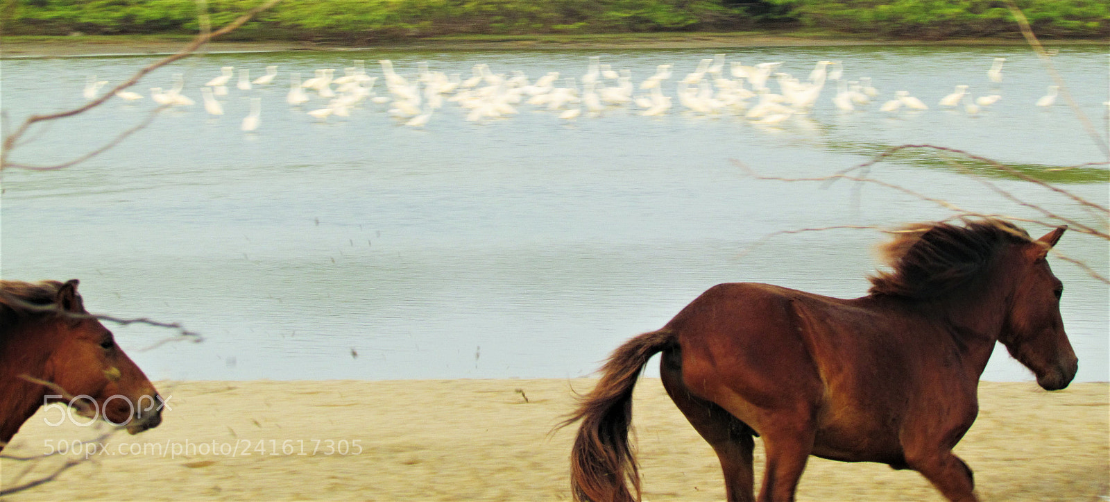 Canon PowerShot SX30 IS sample photo. Wild horse race photography
