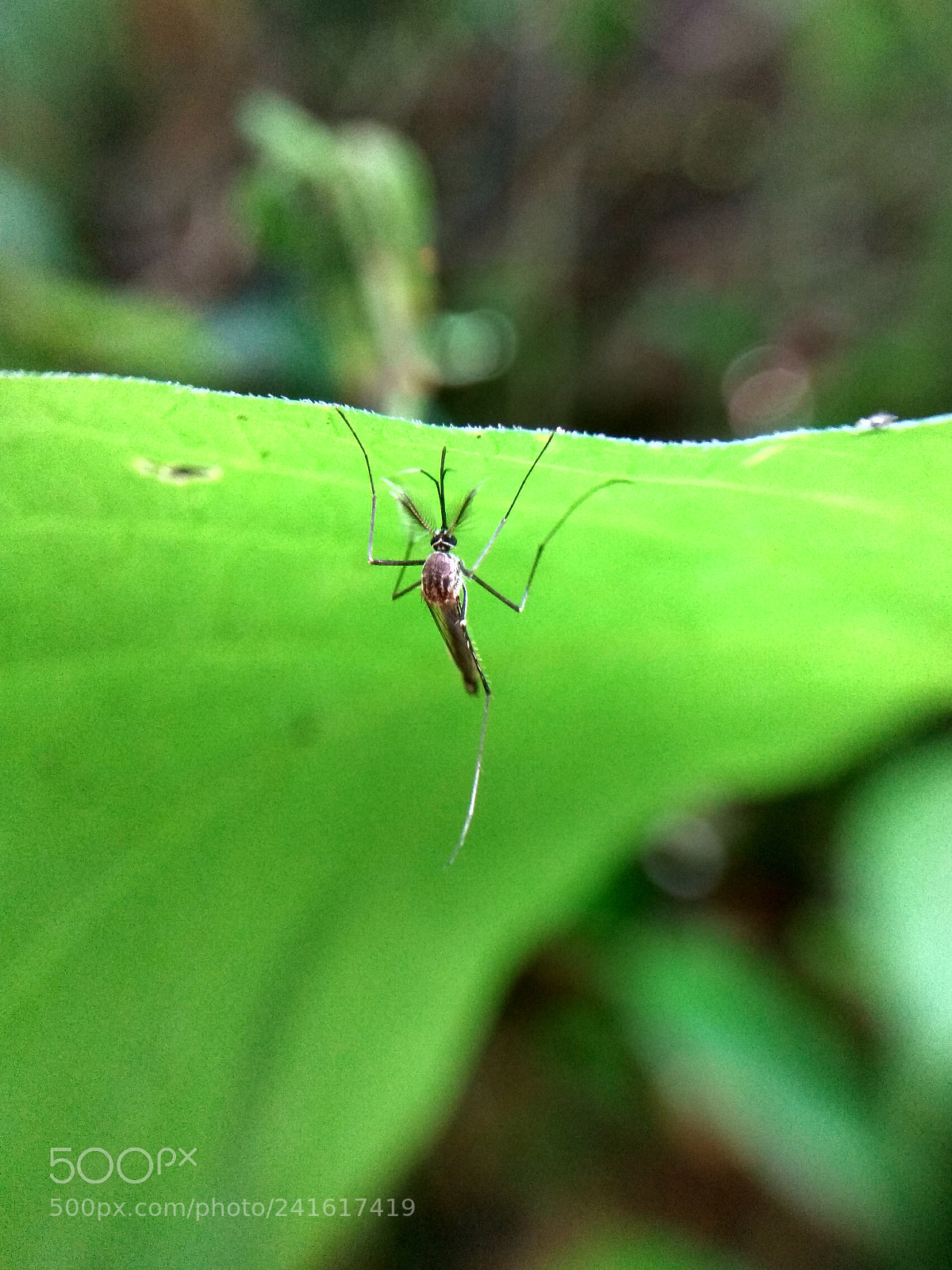 Xiaomi Redmi Note3 sample photo. Mosquitoes photography