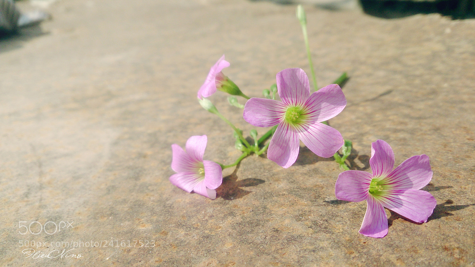 Sony Xperia Z sample photo. Dsc photography