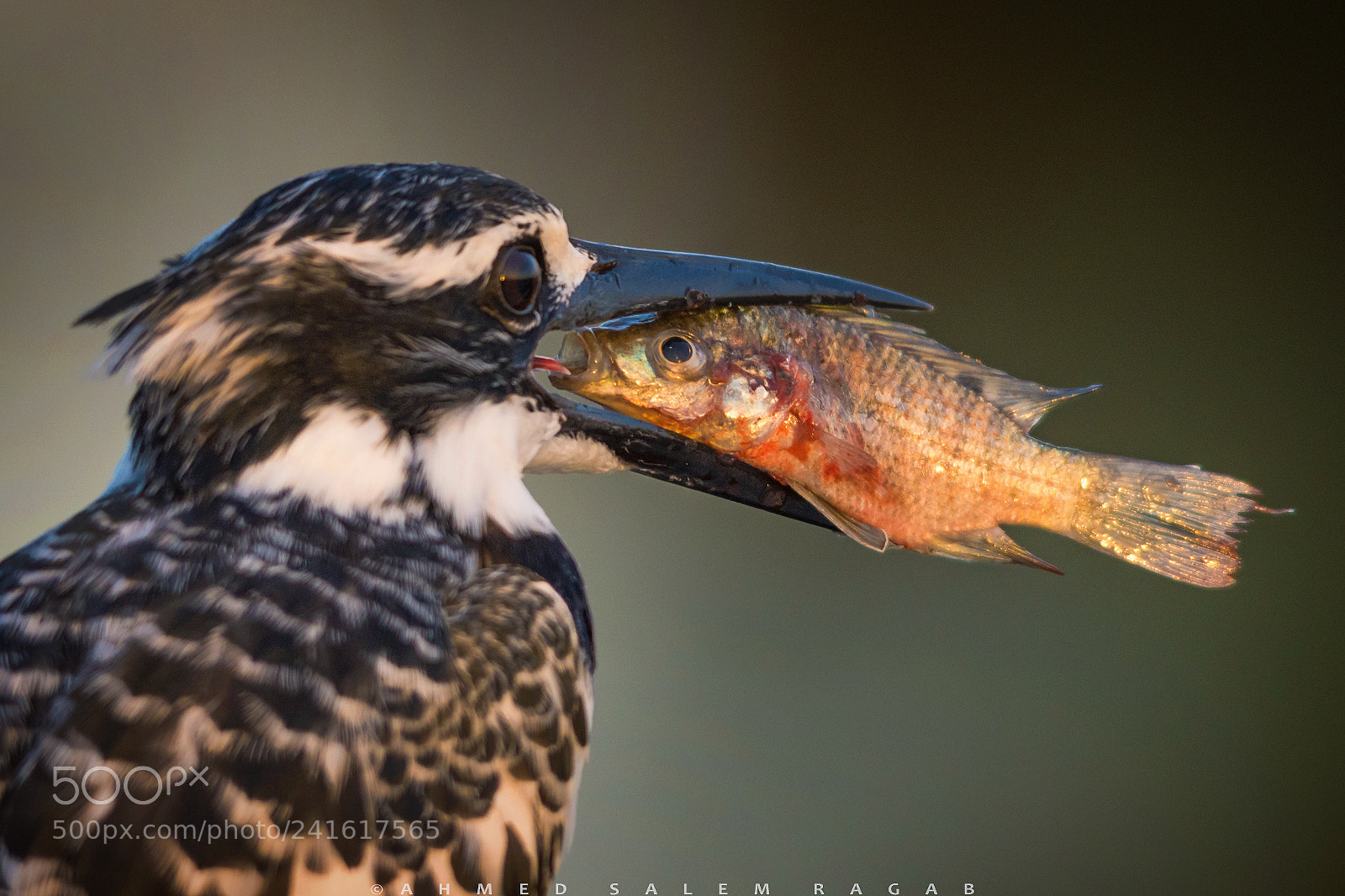 Nikon D500 sample photo. King fisher photography
