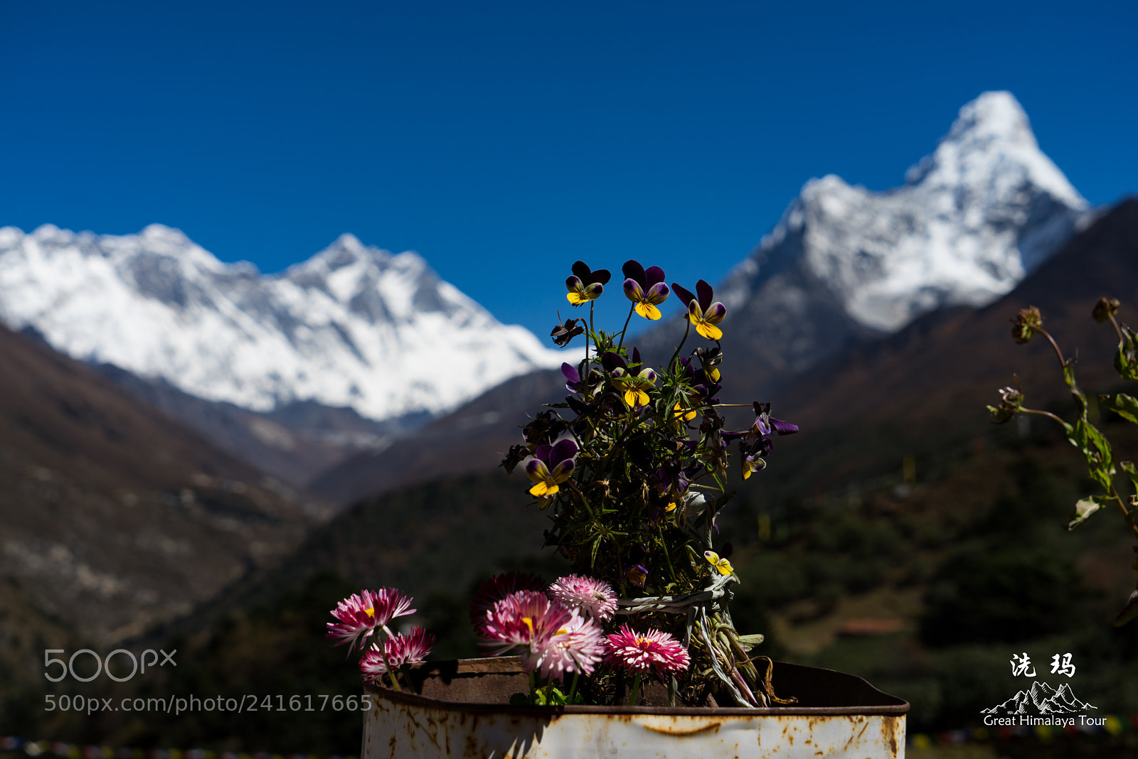 Sony a7R sample photo. Flower photography
