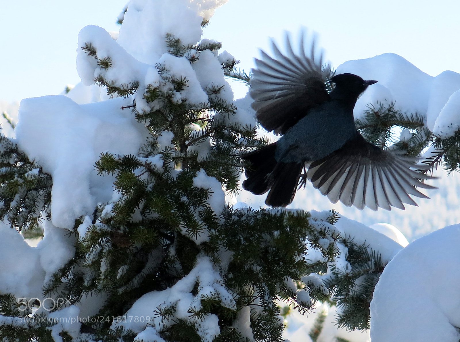 Canon PowerShot G15 sample photo. Img 2263-0.jpg a bird photography