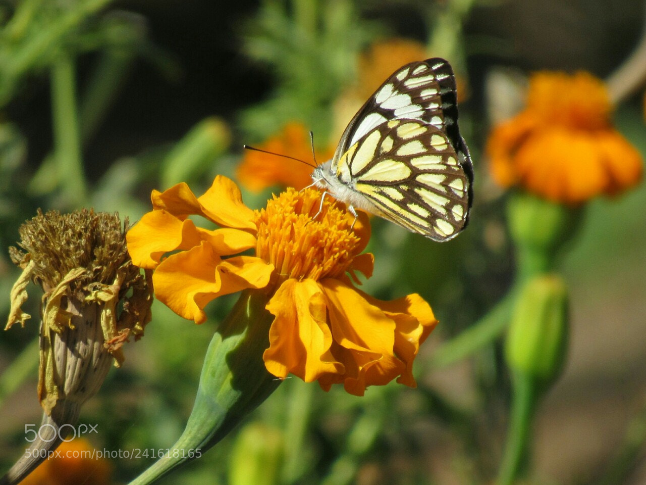 Canon PowerShot SX530 HS sample photo. Pioneer butterfly photography