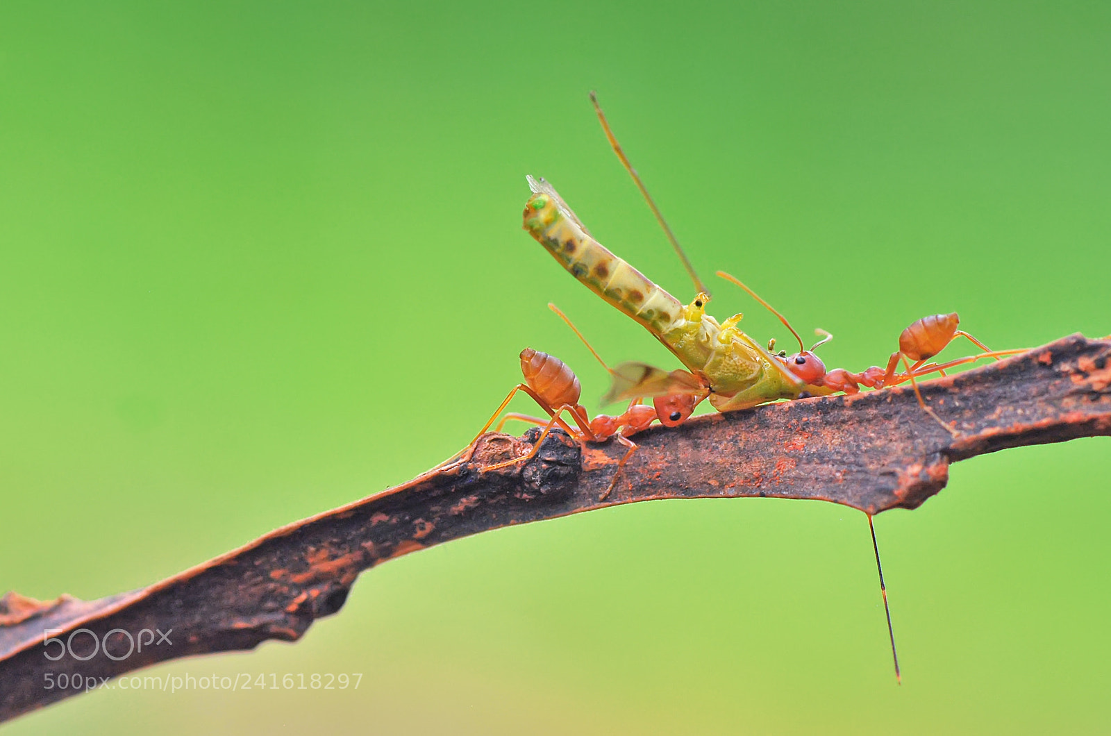 Nikon D60 sample photo. Ant, photography