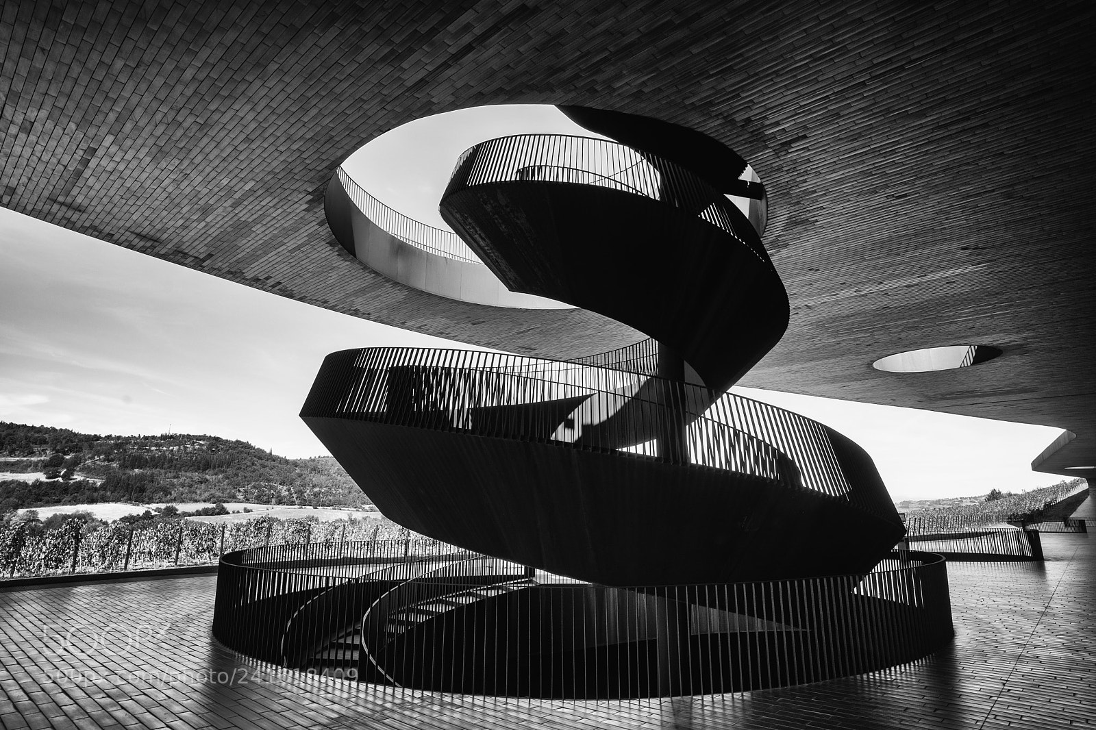 Sony a7 II sample photo. Antinori snake photography