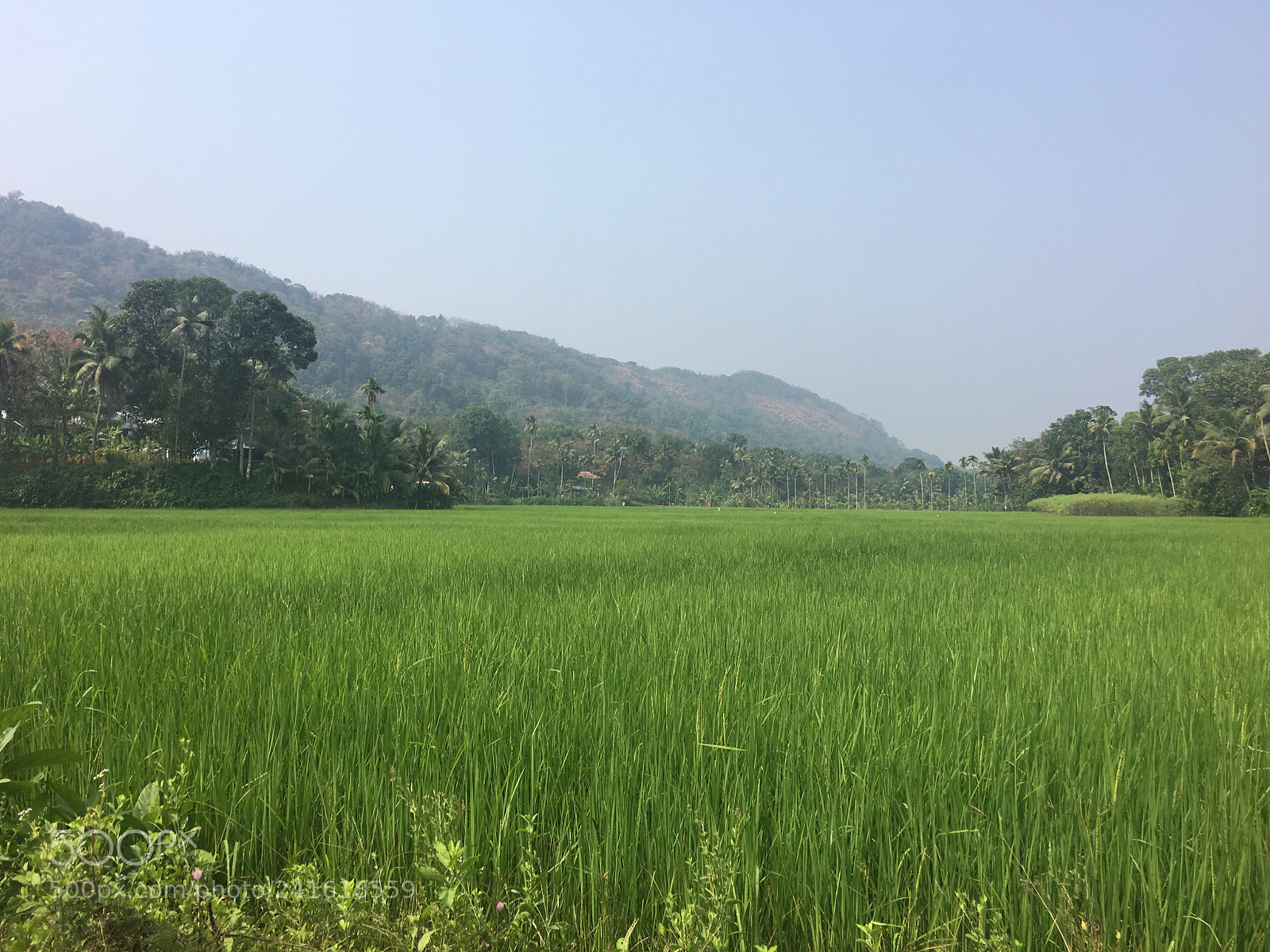 Apple iPhone 6s Plus sample photo. West kodikkulam photography