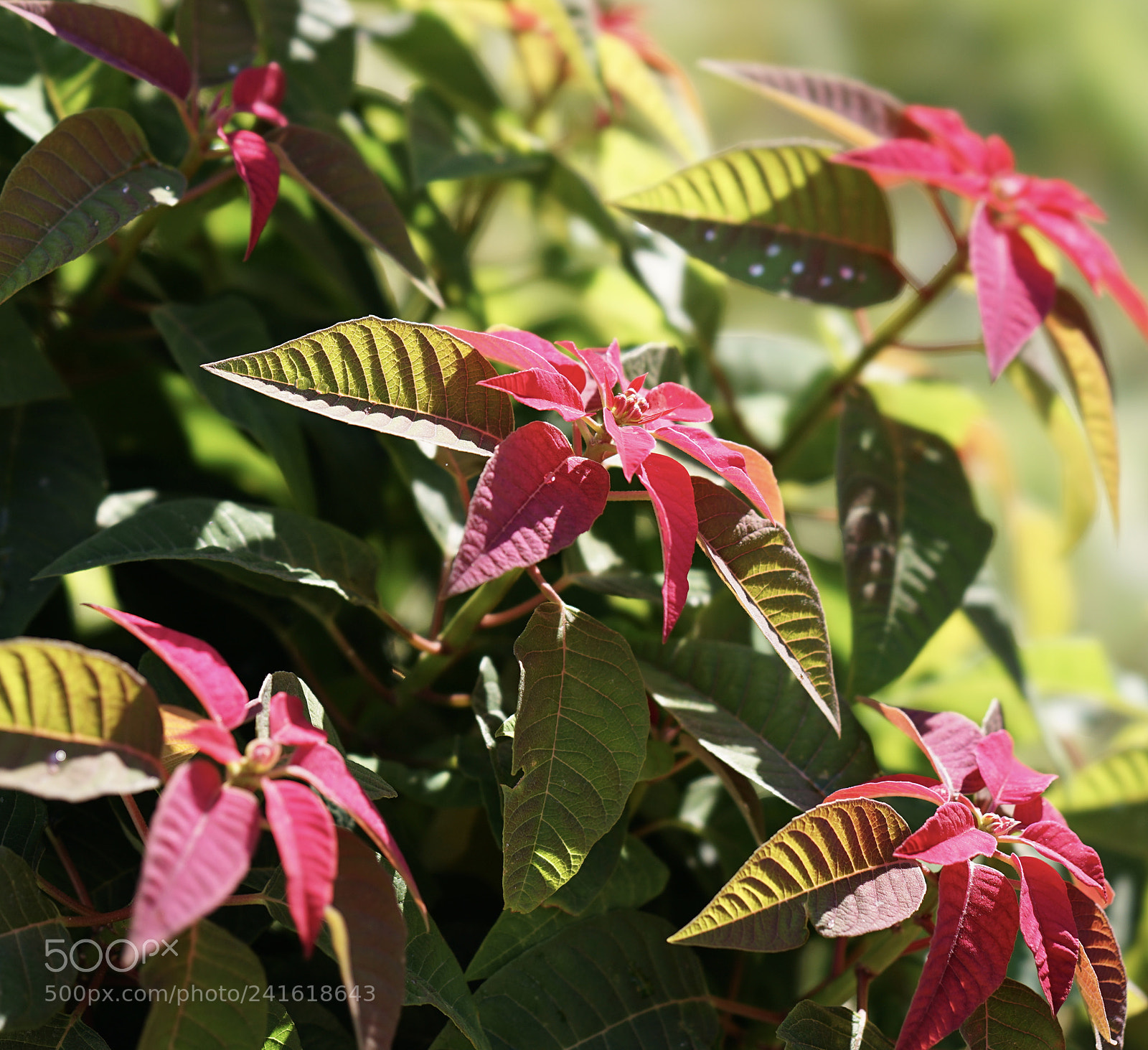 Sony a7 II sample photo. Winter colors.red and green photography
