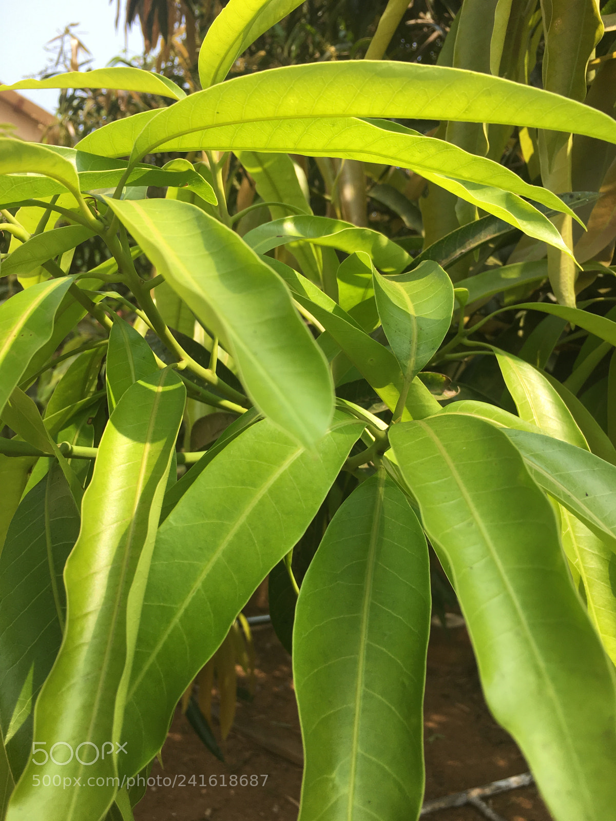 Apple iPhone 6s Plus sample photo. Mangos tree photography