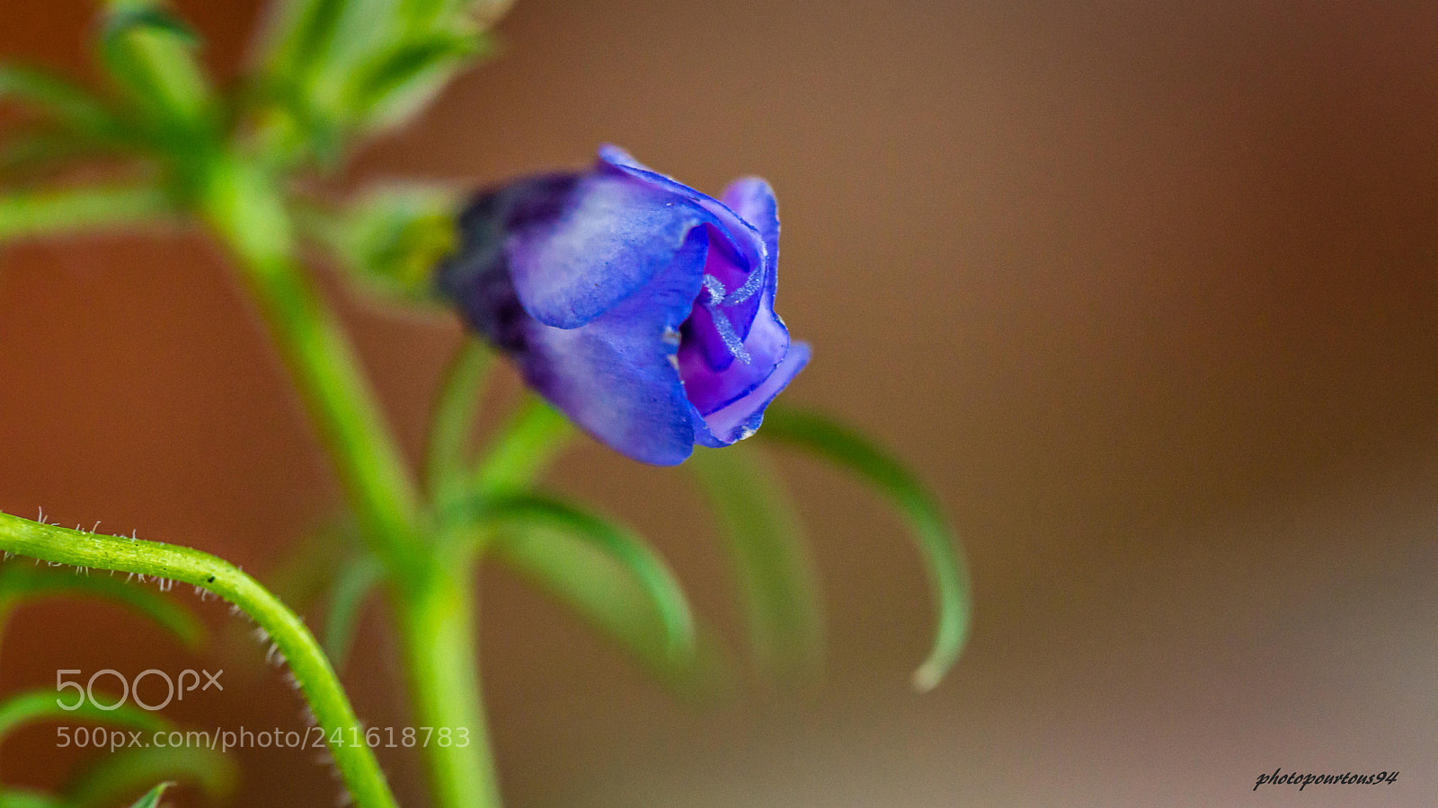 Nikon D3200 sample photo. Bleue photography