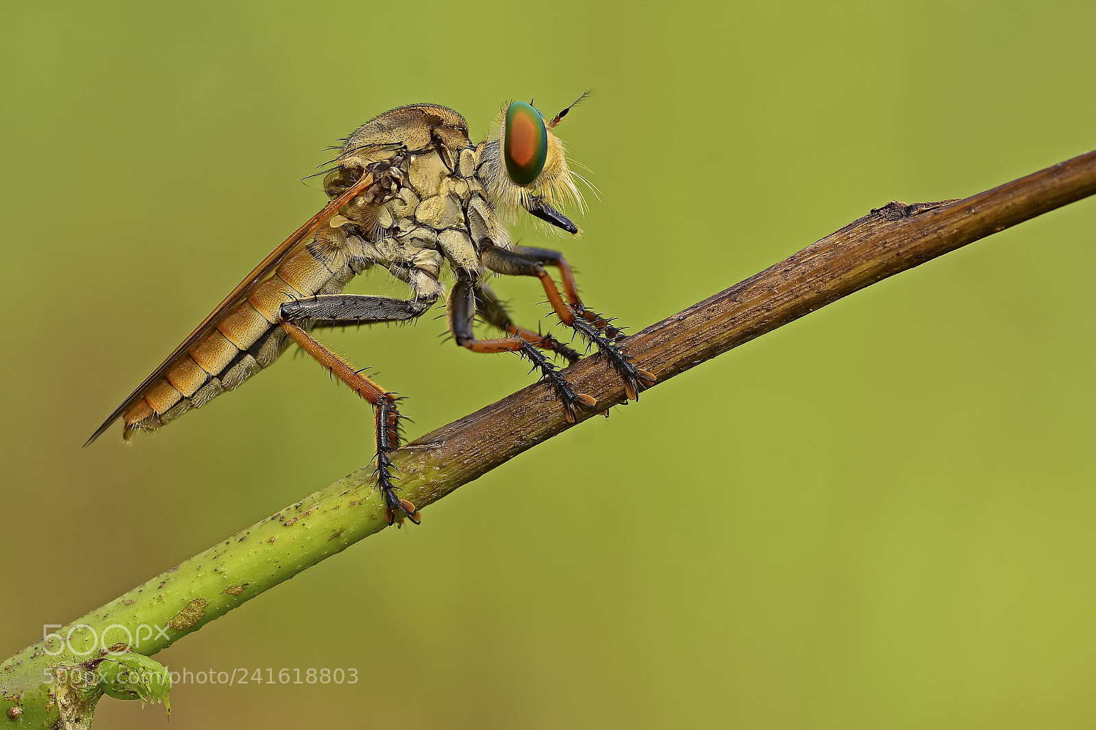 Nikon D7100 sample photo. Standing asilidae photography