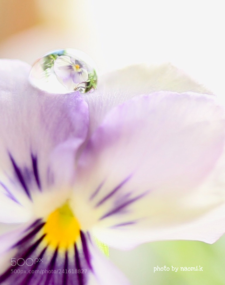 Canon EOS M10 sample photo. Viola photography