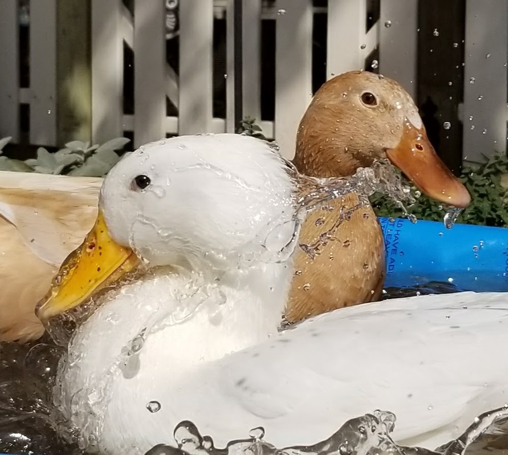 Samsung Galaxy S8 Active sample photo. Splash photography