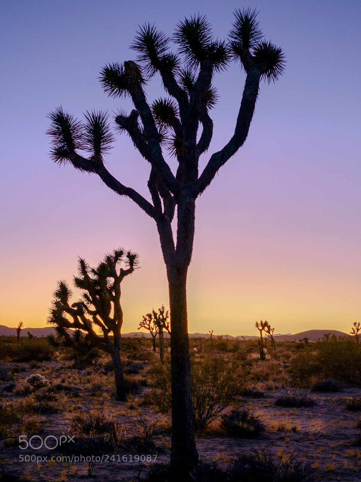 Fujifilm X-E1 sample photo. Joshua tree silhouette photography