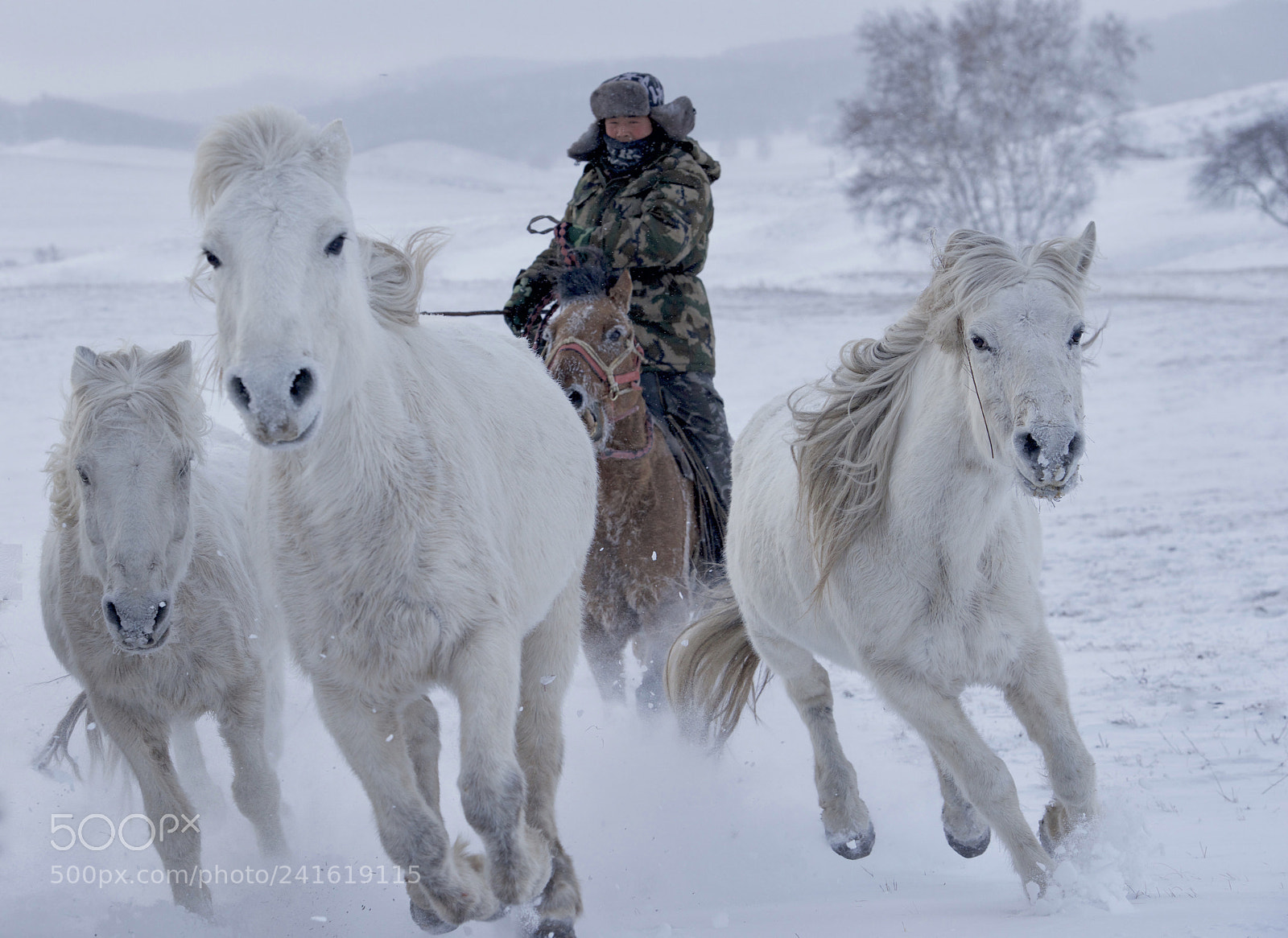 Nikon D800 sample photo. Three white horses photography