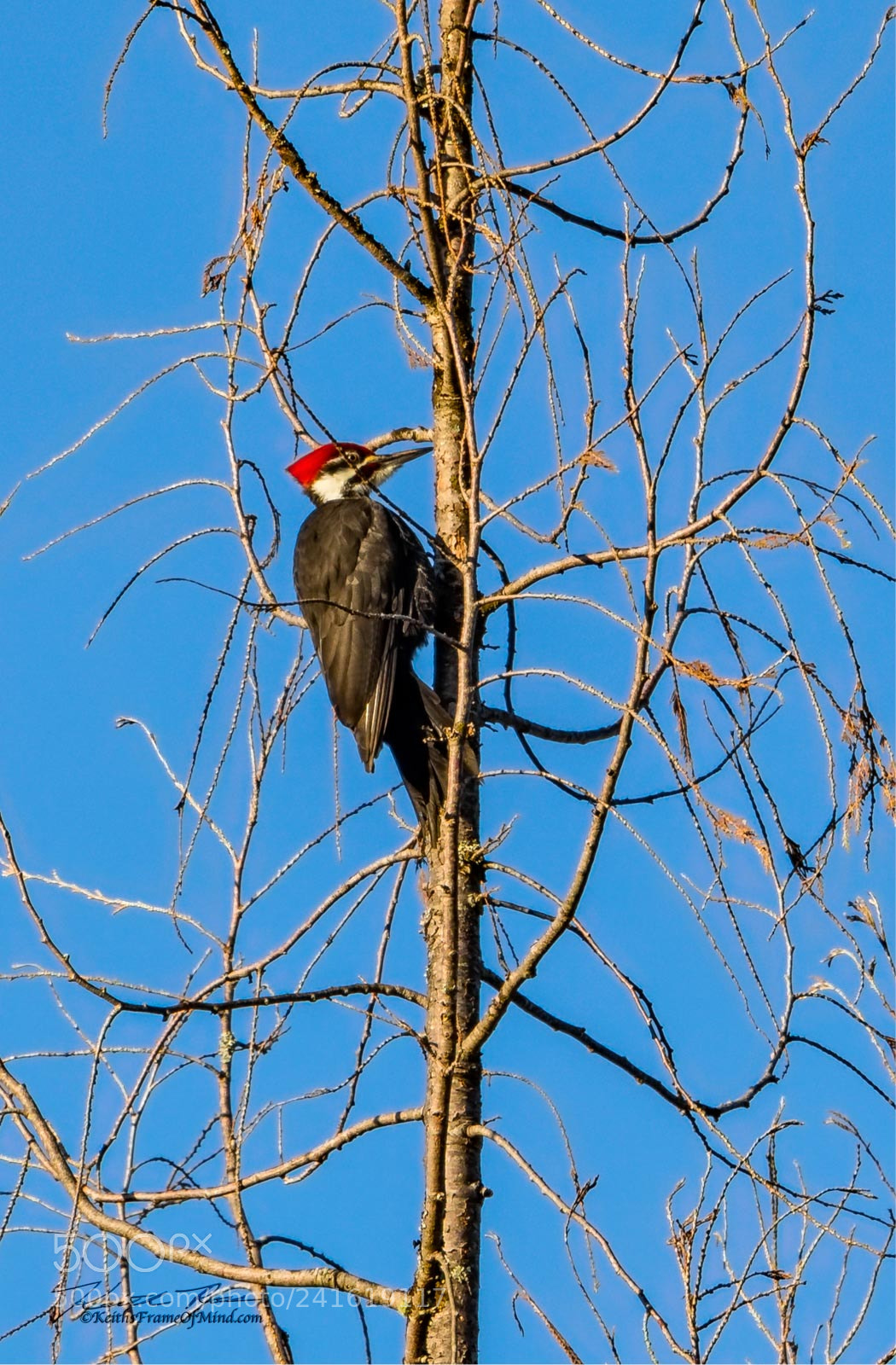 Canon EOS-1D X Mark II sample photo. Pileated woodpecker - sequim photography