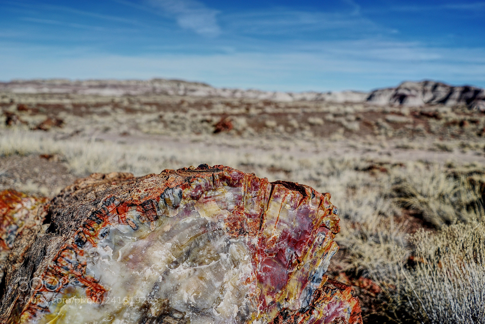 Sony a7S sample photo. Petrified forest photography