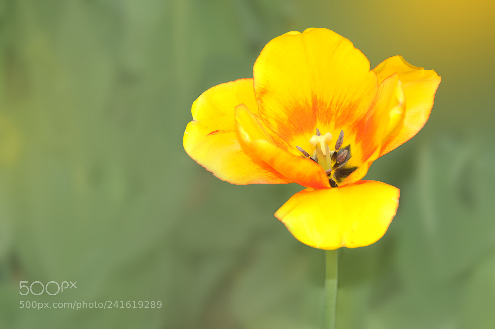 Nikon D300 sample photo. Yellow photography