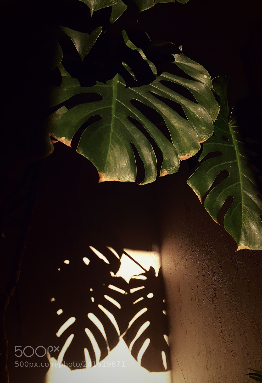 Samsung GALAXY S6 edge sample photo. Monsteradeliciosa photography