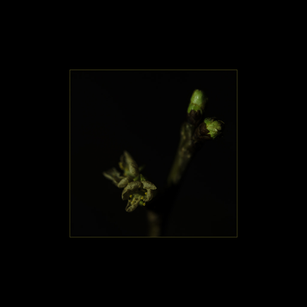 barbarazweig von dirk derbaum auf 500px.com