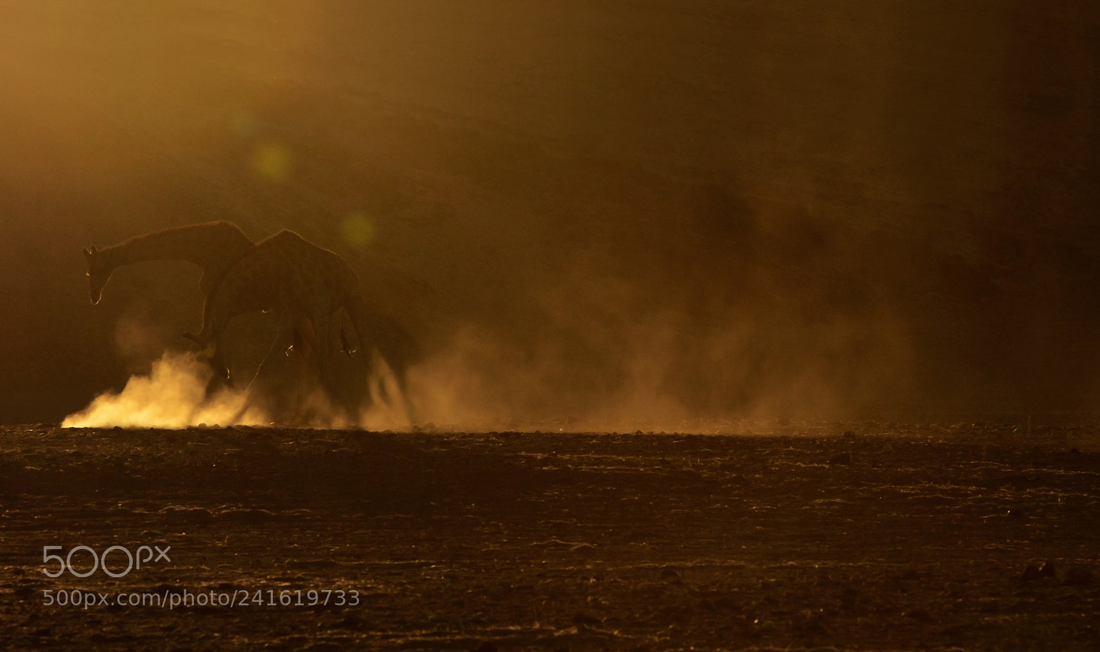 Nikon D7000 sample photo. Giraffe battle at sunset photography