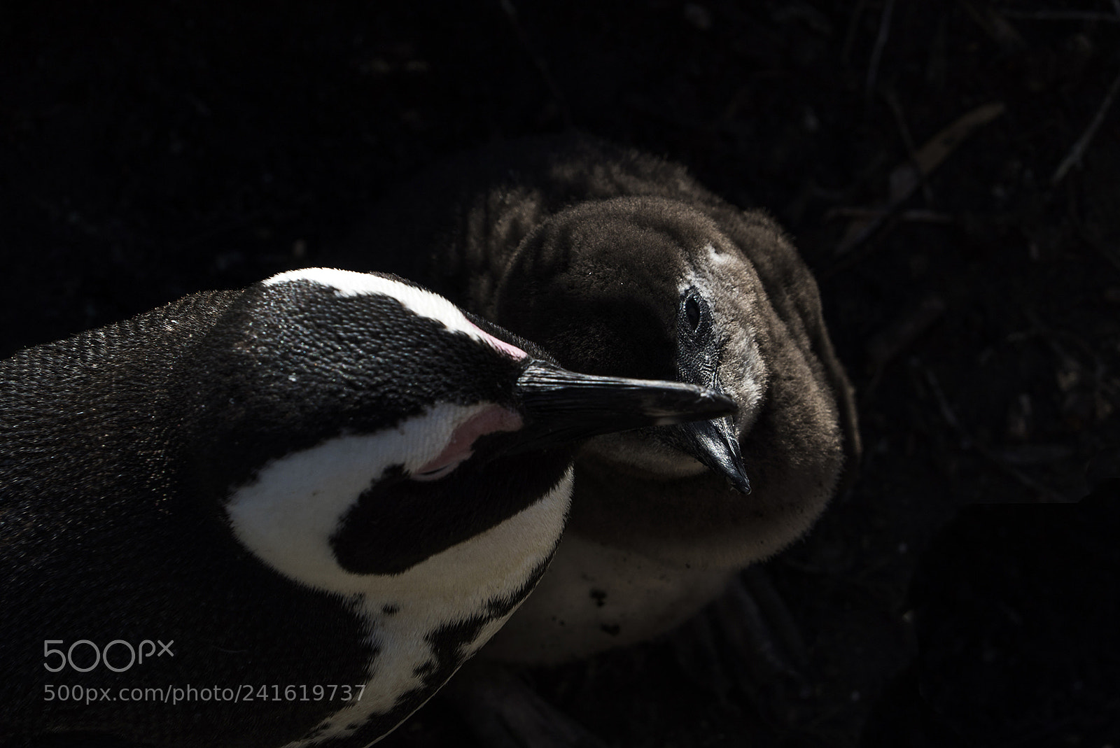 Sony a7S II sample photo. African penguin duo photography