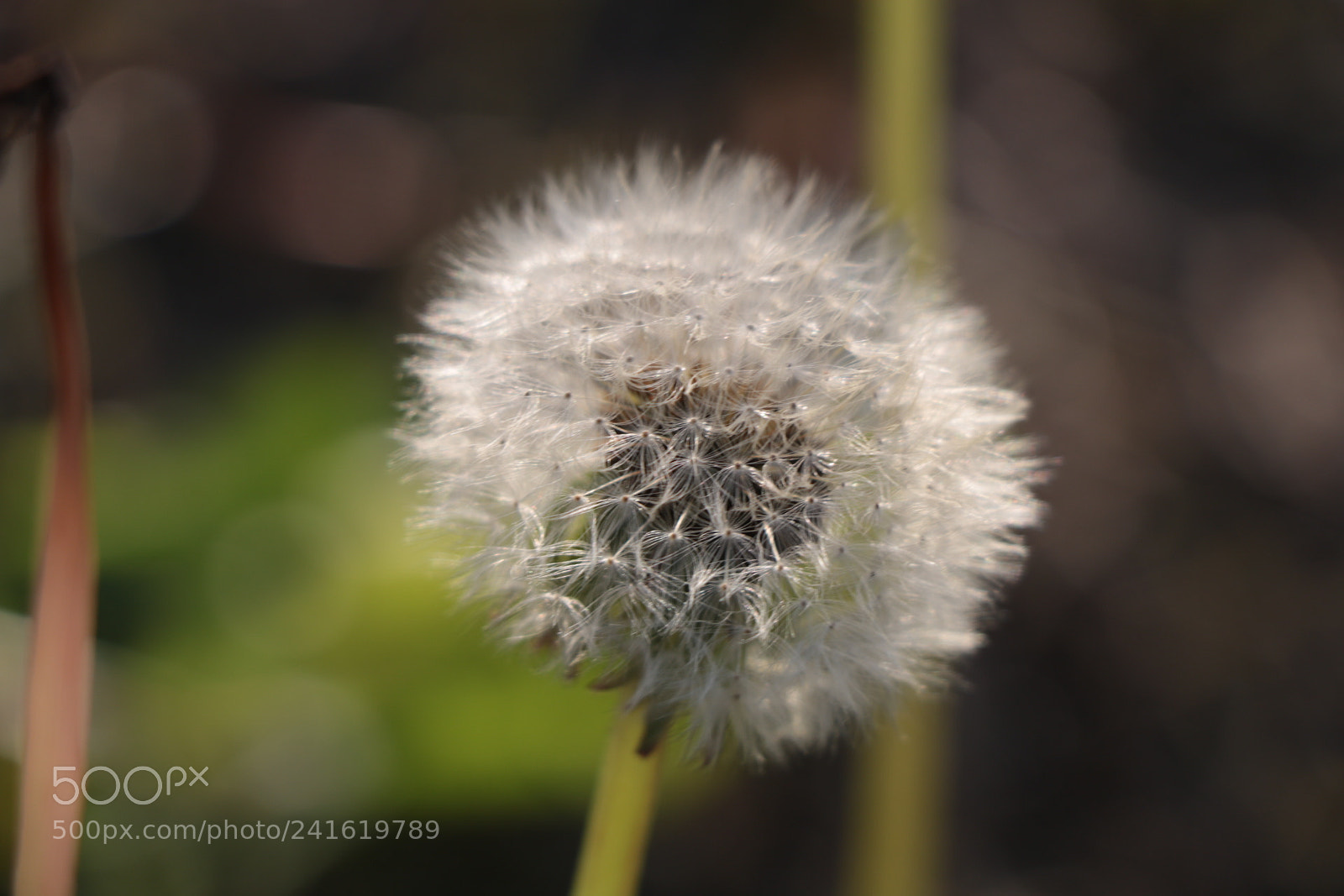Canon EOS 750D (EOS Rebel T6i / EOS Kiss X8i) sample photo. Untitled photography